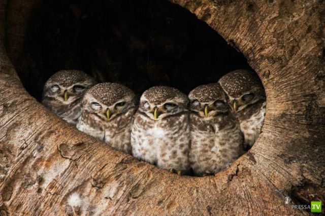 ��� �������� �������� (42 ����)