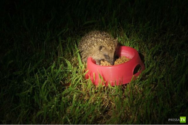 ��� �������� �������� (42 ����)