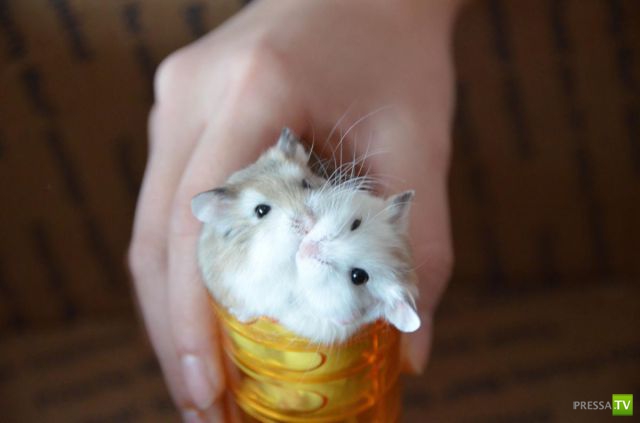 ��� �������� �������� (42 ����)