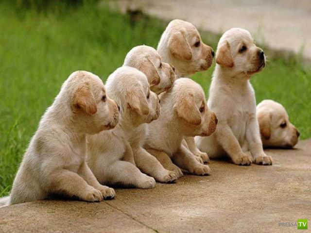 ��� �������� �������� (42 ����)