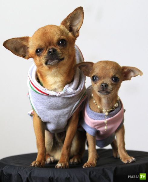 ��� �������� �������� (42 ����)