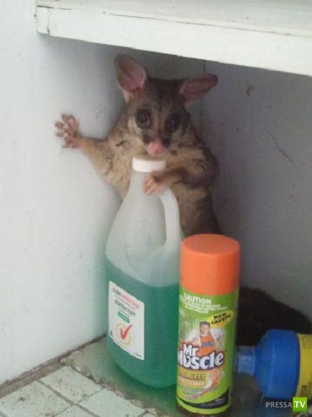 ��� �������� �������� (42 ����)