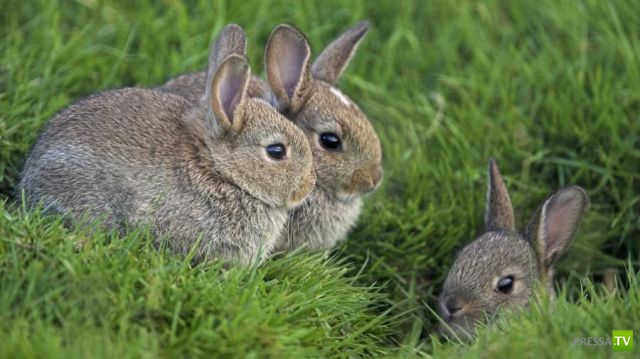 ��� �������� �������� (42 ����)