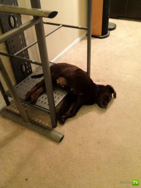 ��� �������� �������� (42 ����)