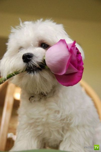 ��� �������� �������� (42 ����)