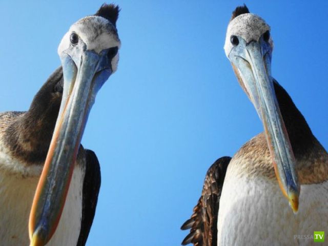 ��� �������� �������� (42 ����)