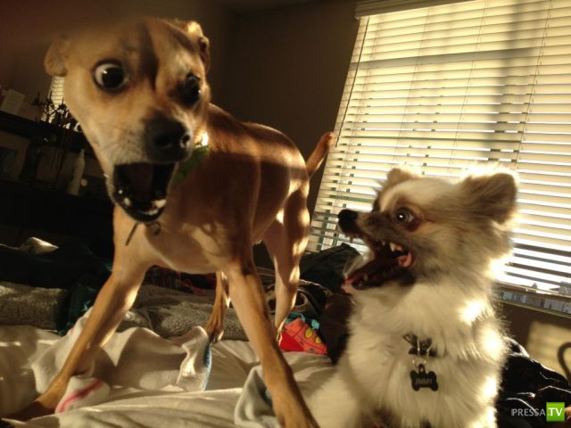 ��� �������� �������� (42 ����)