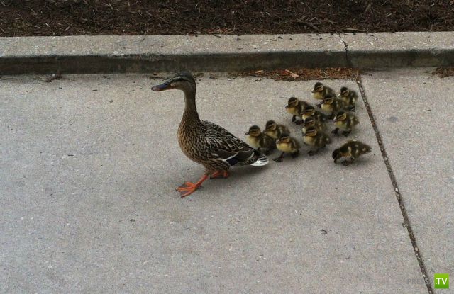 ��� �������� �������� (42 ����)