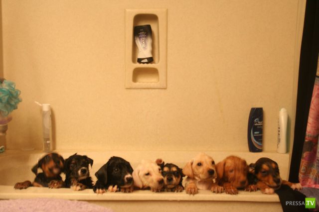 ��� �������� �������� (42 ����)