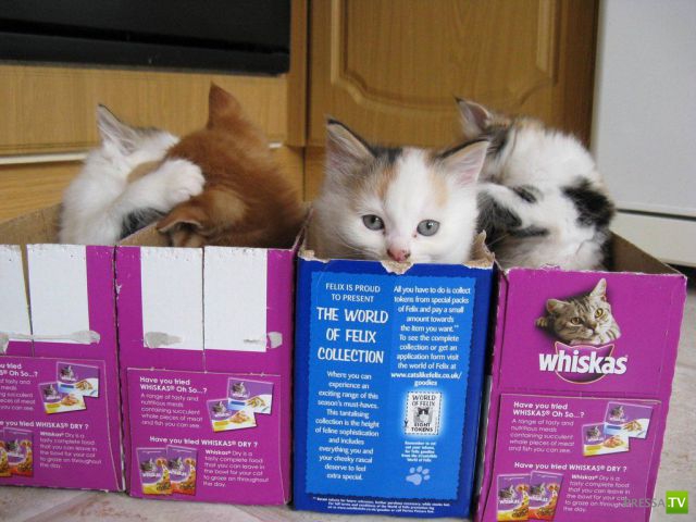 ��� �������� �������� (42 ����)