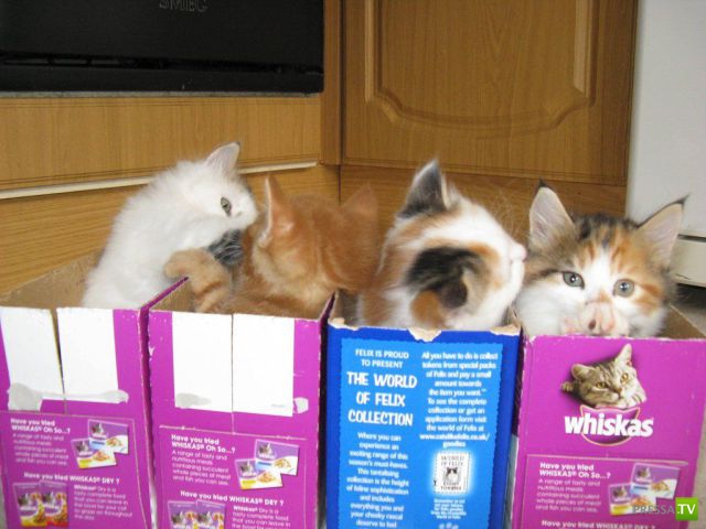 ��� �������� �������� (42 ����)