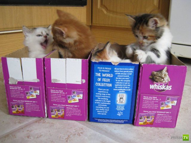 ��� �������� �������� (42 ����)