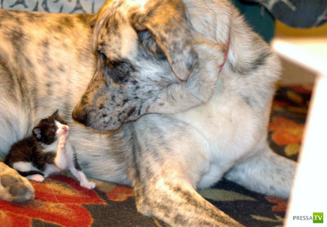 ��� �������� �������� (42 ����)