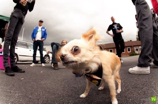 ��� �������� �������� (42 ����)