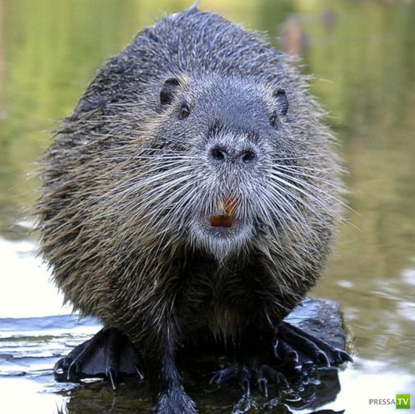 ��� �������� �������� (42 ����)