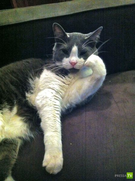 ��� �������� �������� (42 ����)