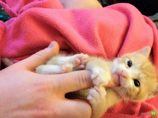 ��� �������� �������� (42 ����)