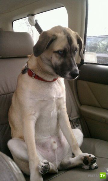 ��� �������� �������� (42 ����)