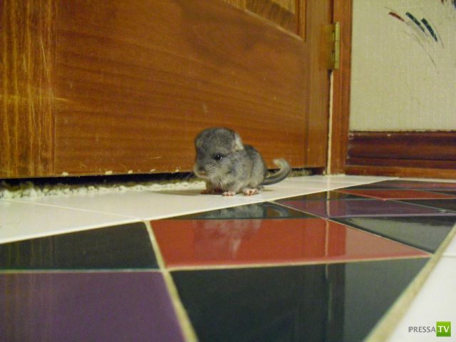 ��� �������� �������� (42 ����)