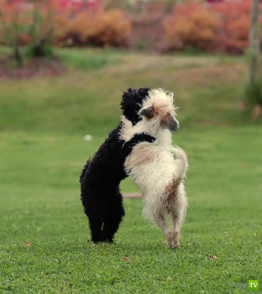 ��� �������� �������� (35 ����)