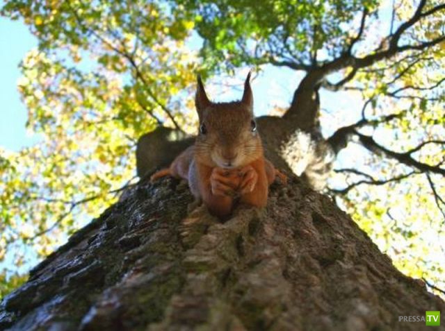 ��� �������� �������� (35 ����)