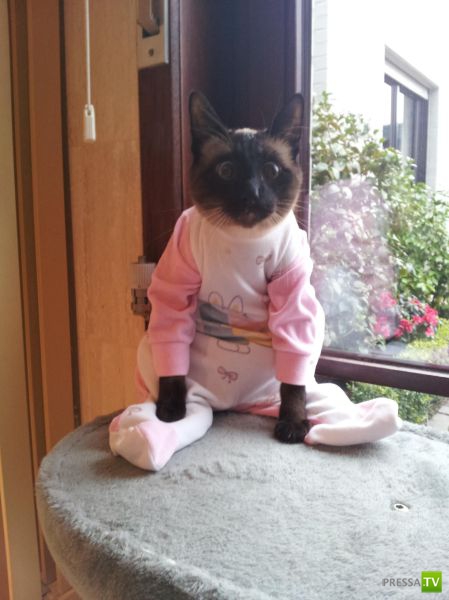 ��� �������� �������� (35 ����)