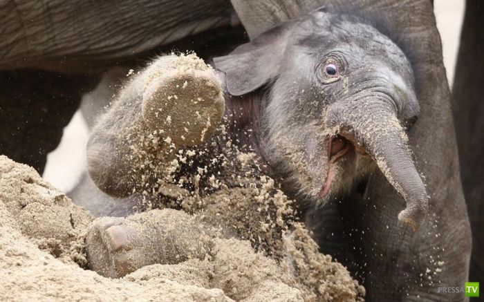 ��� �������� �������� (35 ����)