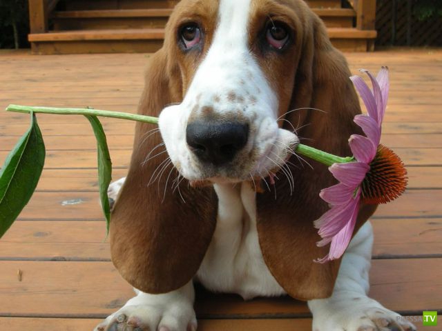 ��� �������� �������� (35 ����)