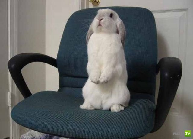 ��� �������� �������� (35 ����)