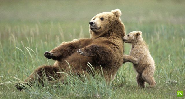 ��� �������� �������� (35 ����)