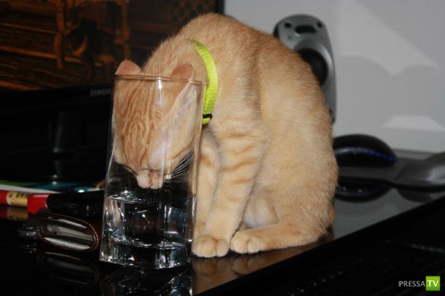 ��� �������� �������� (35 ����)