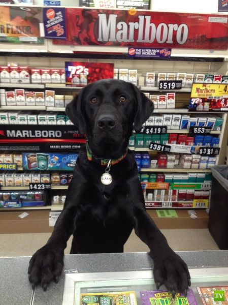 ��� �������� �������� (35 ����)