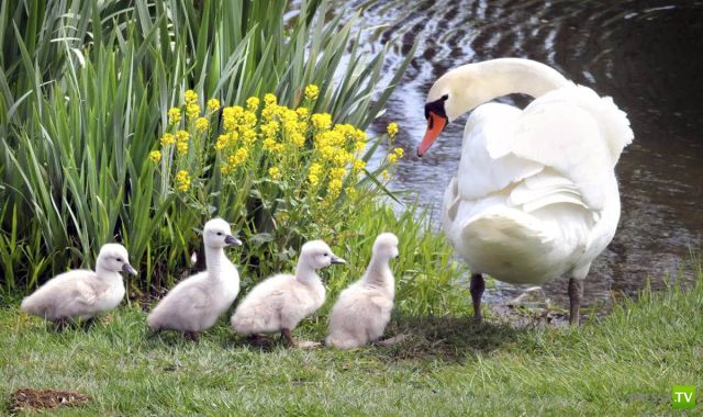 ��� �������� �������� (35 ����)