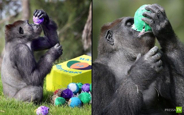 ��� �������� �������� (35 ����)