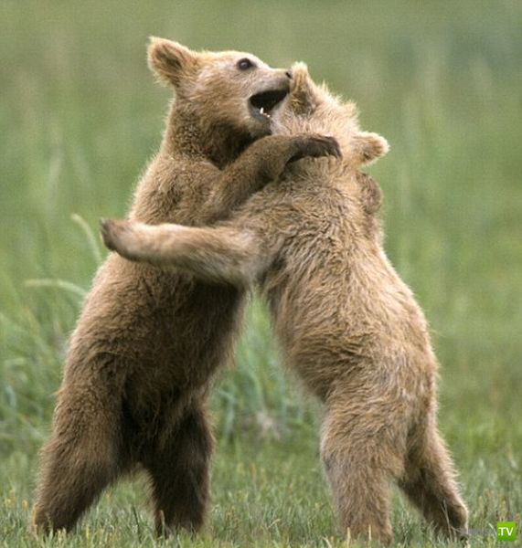 ��� �������� �������� (35 ����)