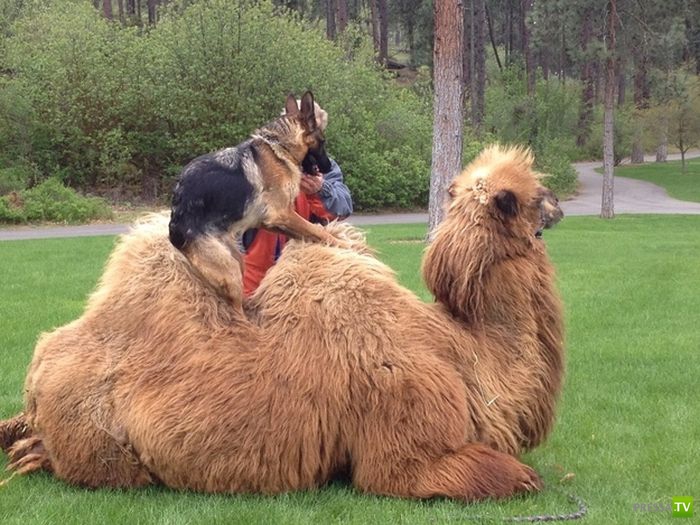 ��� �������� �������� (35 ����)