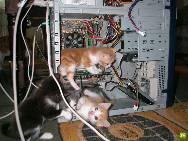 ��� �������� �������� (35 ����)