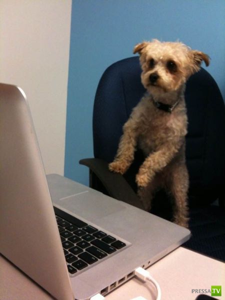 ��� �������� �������� (35 ����)