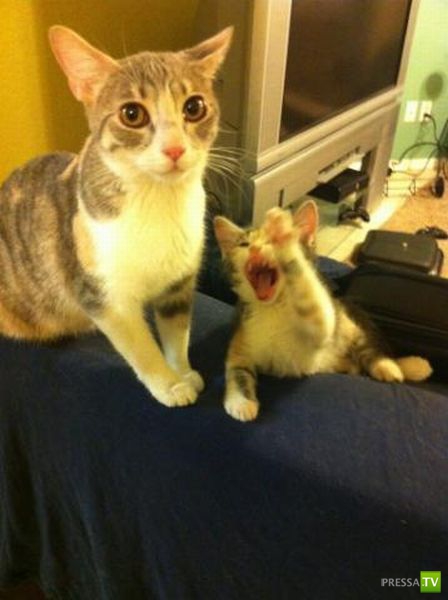 ��� �������� �������� (35 ����)