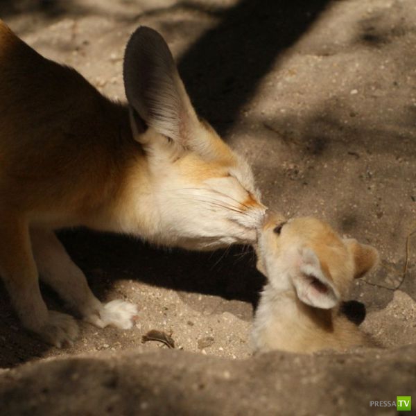 ��� �������� �������� (35 ����)