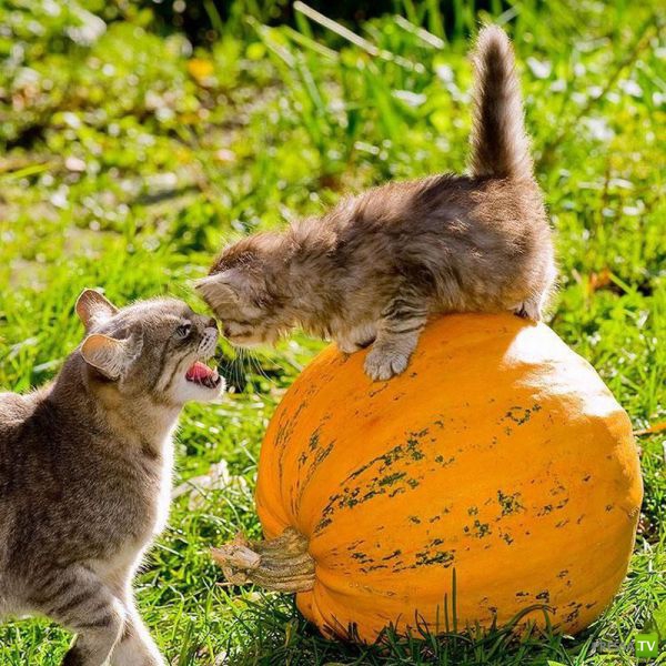 ��� �������� �������� (35 ����)