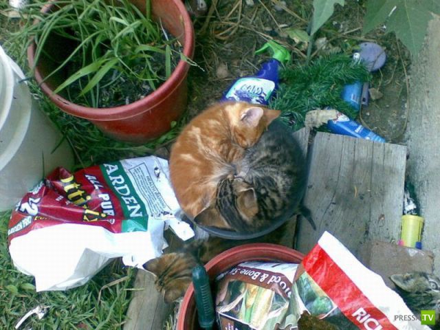 ��� �������� �������� (35 ����)