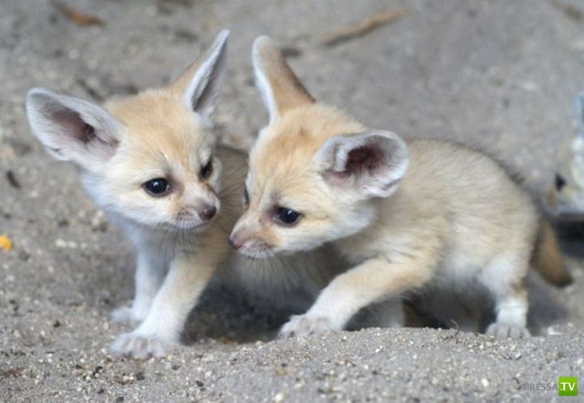 ��� �������� �������� (35 ����)