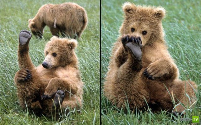 ��� �������� �������� (35 ����)