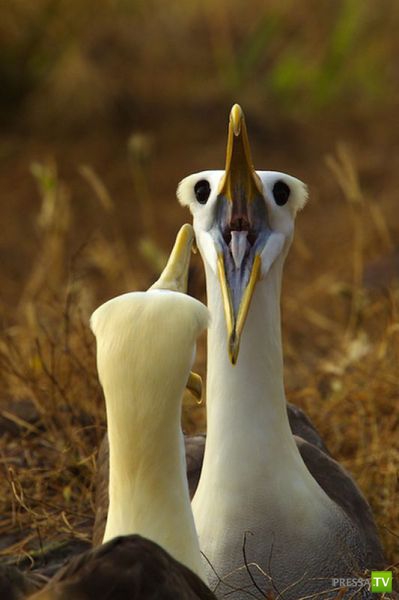 ��� �������� �������� (35 ����)