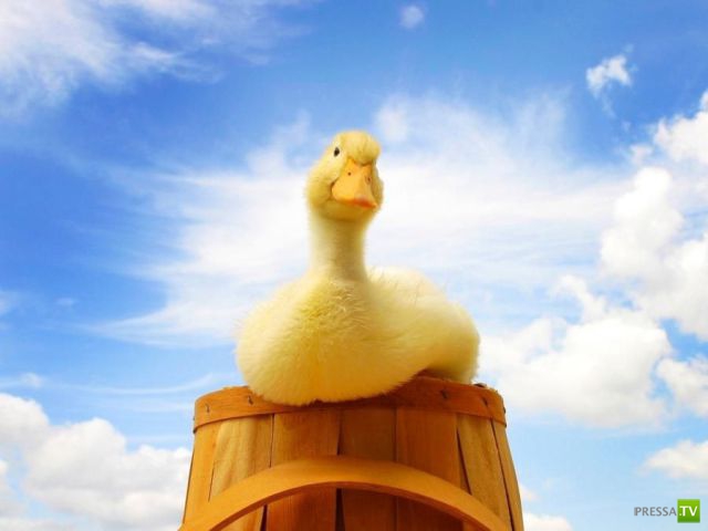 ��� �������� �������� (35 ����)