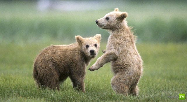 ��� �������� �������� (35 ����)