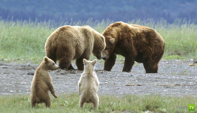 ��� �������� �������� (35 ����)