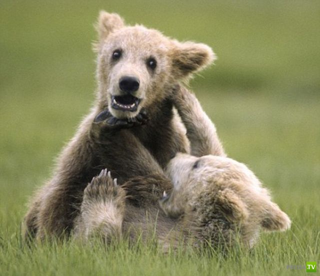 ��� �������� �������� (35 ����)