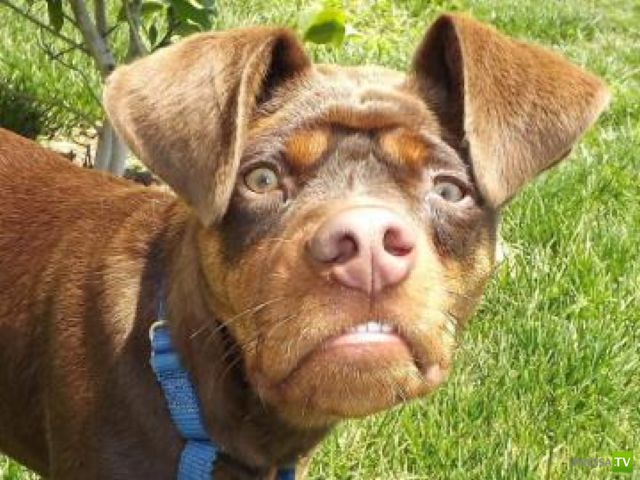 ��� �������� �������� (35 ����)